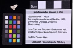 Foto (Objekt + Etiketten) von Cracensigillatus acutirostrus (Moericke, 1889) (NHMW-GEO-1990-0041-0466)